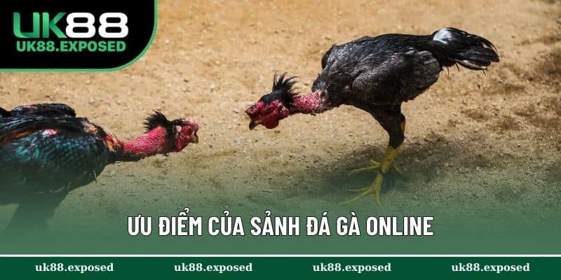 Ưu điểm của sảnh đá gà online